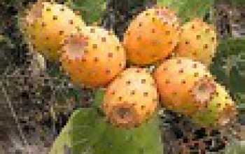 Huile de figues de barbaries